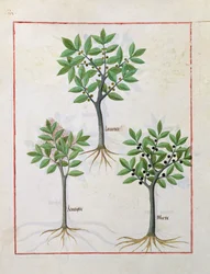 Ilustración del Libro de Medicinas Simples de Mattheaus Platearius 166v